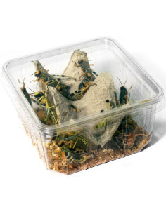 Criquet pèlerin subadulte taille 3 à 5 cm